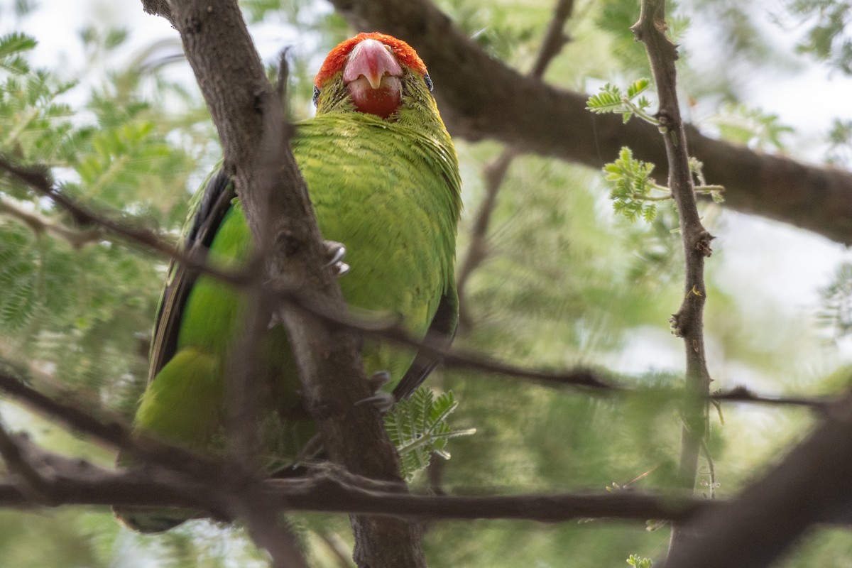 Black-winged Lovebird - ML115168391