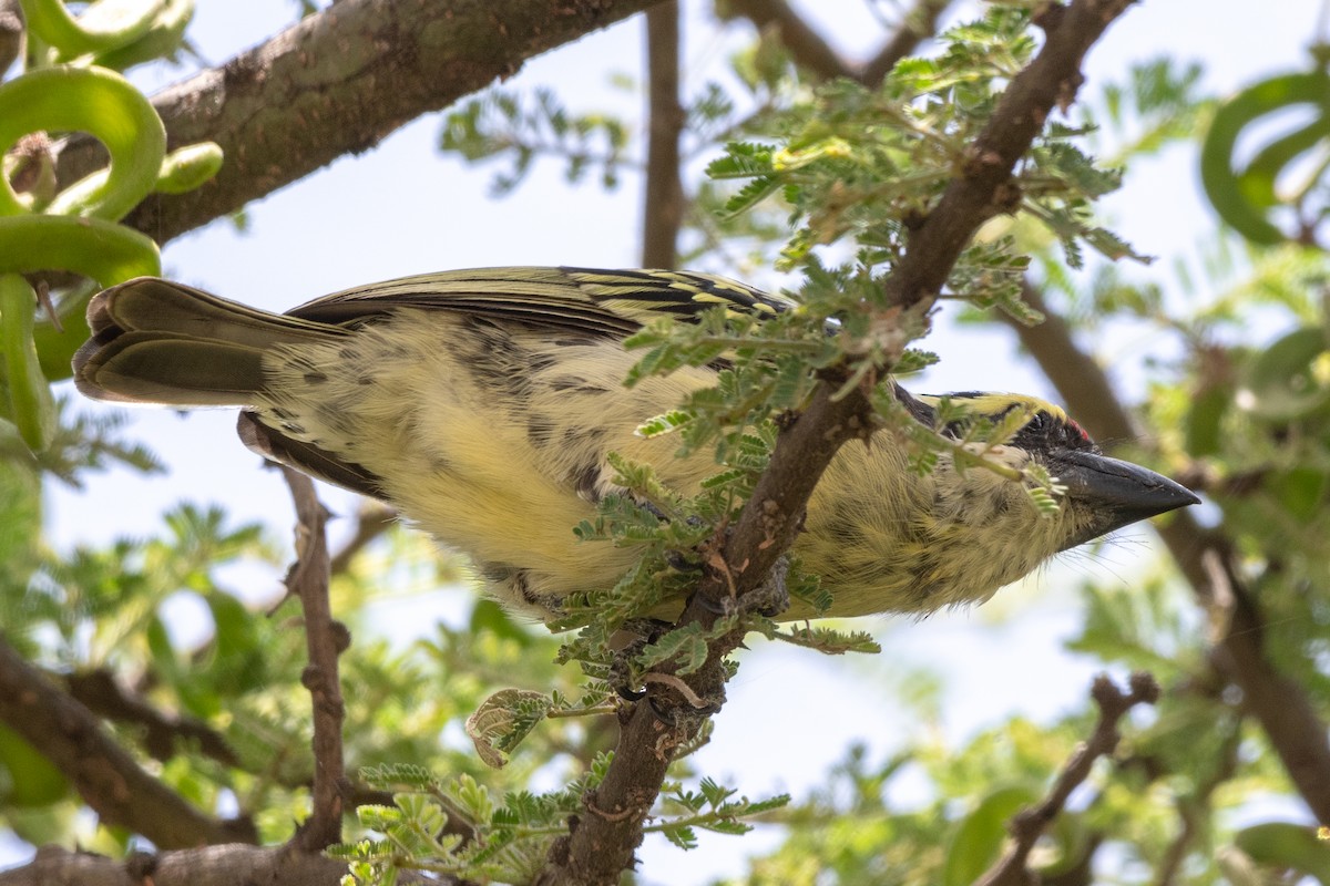 Maskeli Barbet - ML115168401