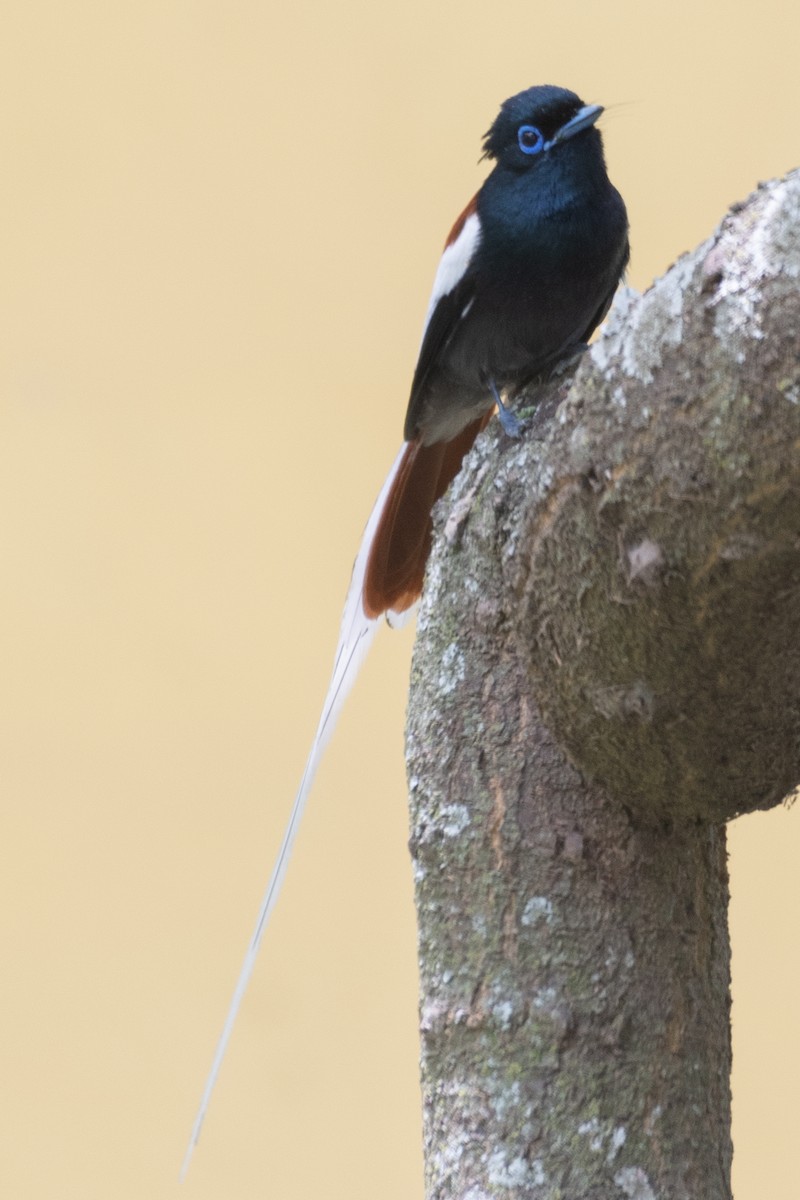 African Paradise-Flycatcher - ML115168421