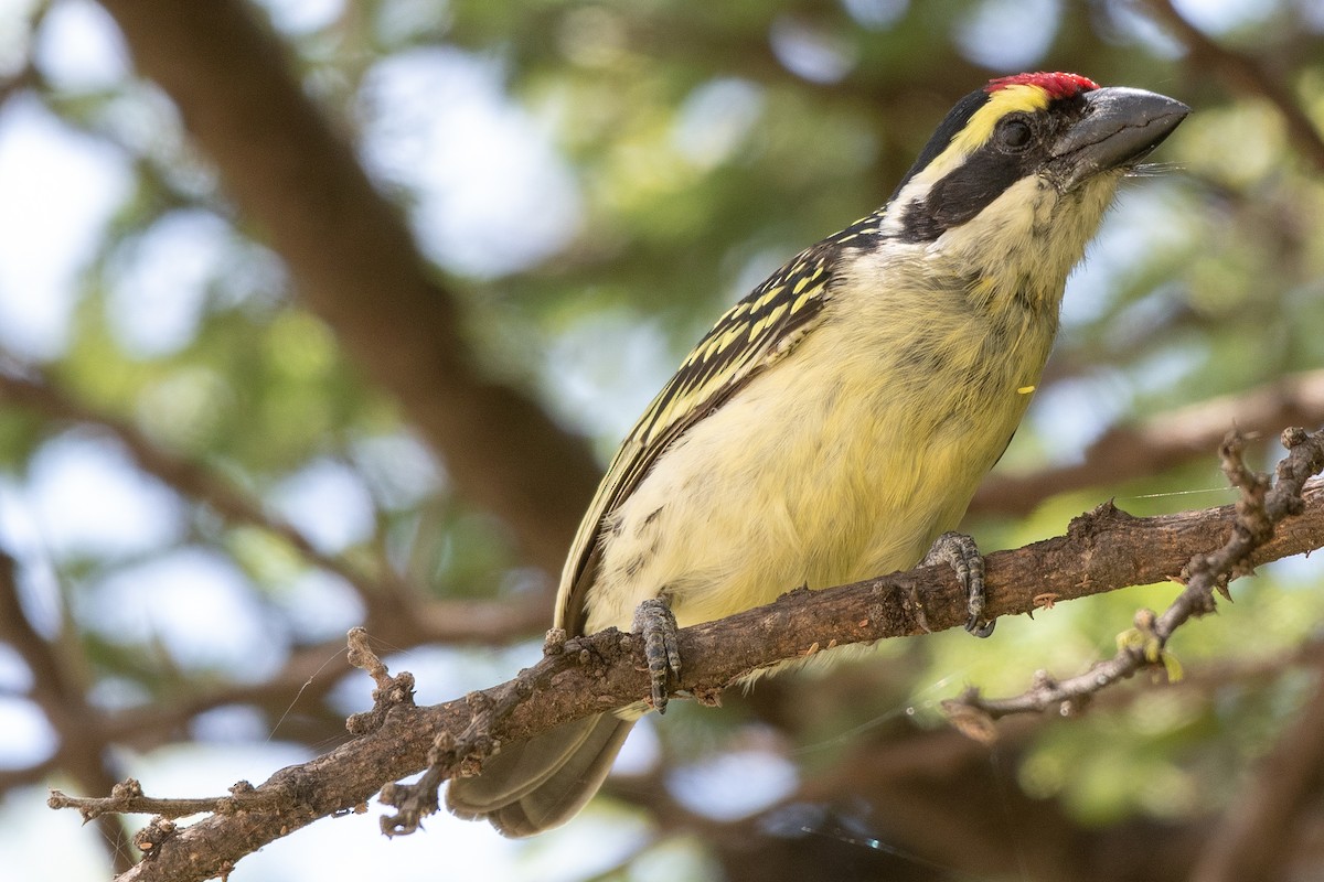 Maskeli Barbet - ML115168521