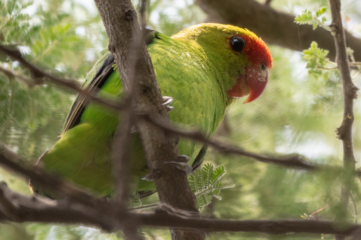 Black-winged Lovebird - ML115168681