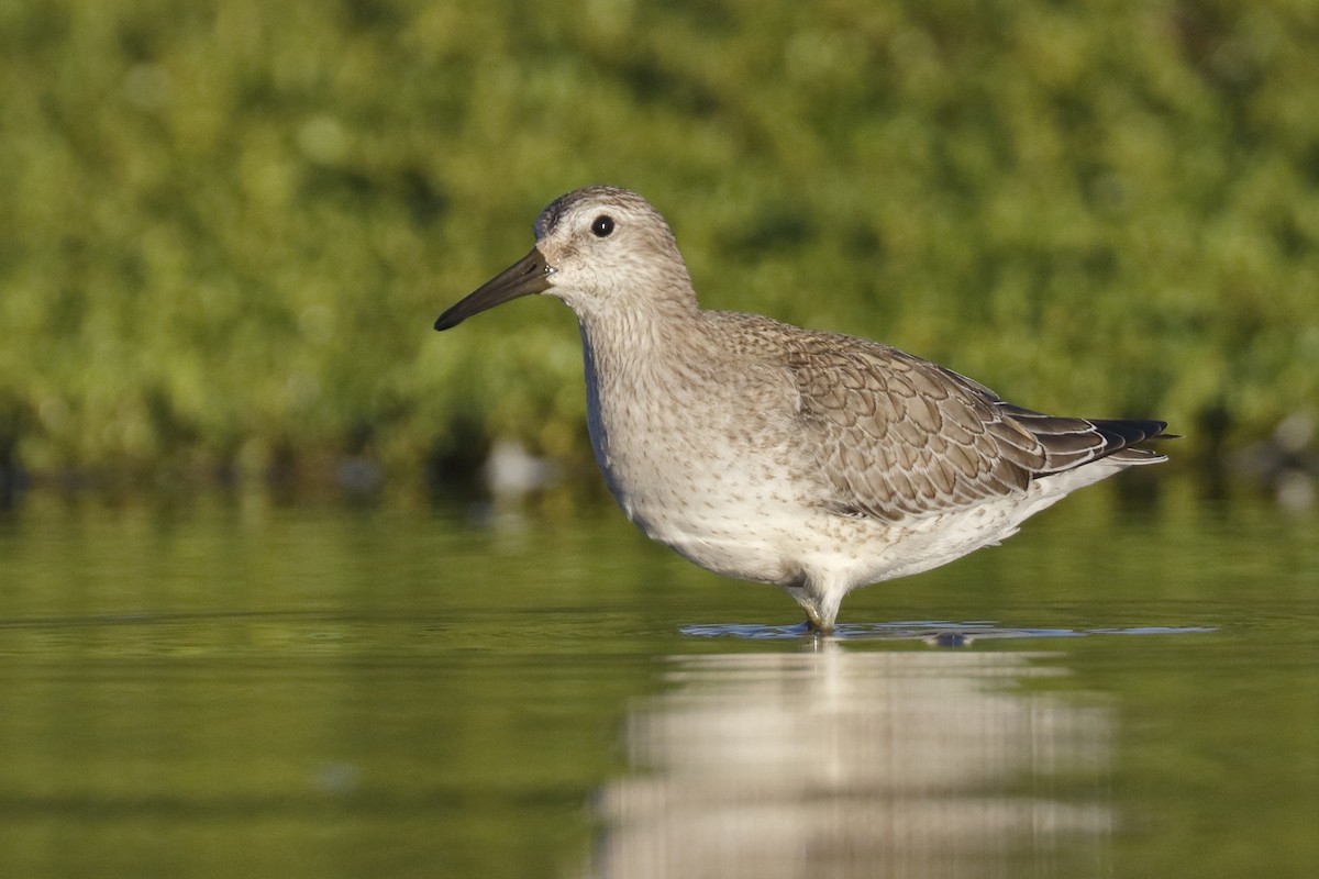 Red Knot - ML115168701