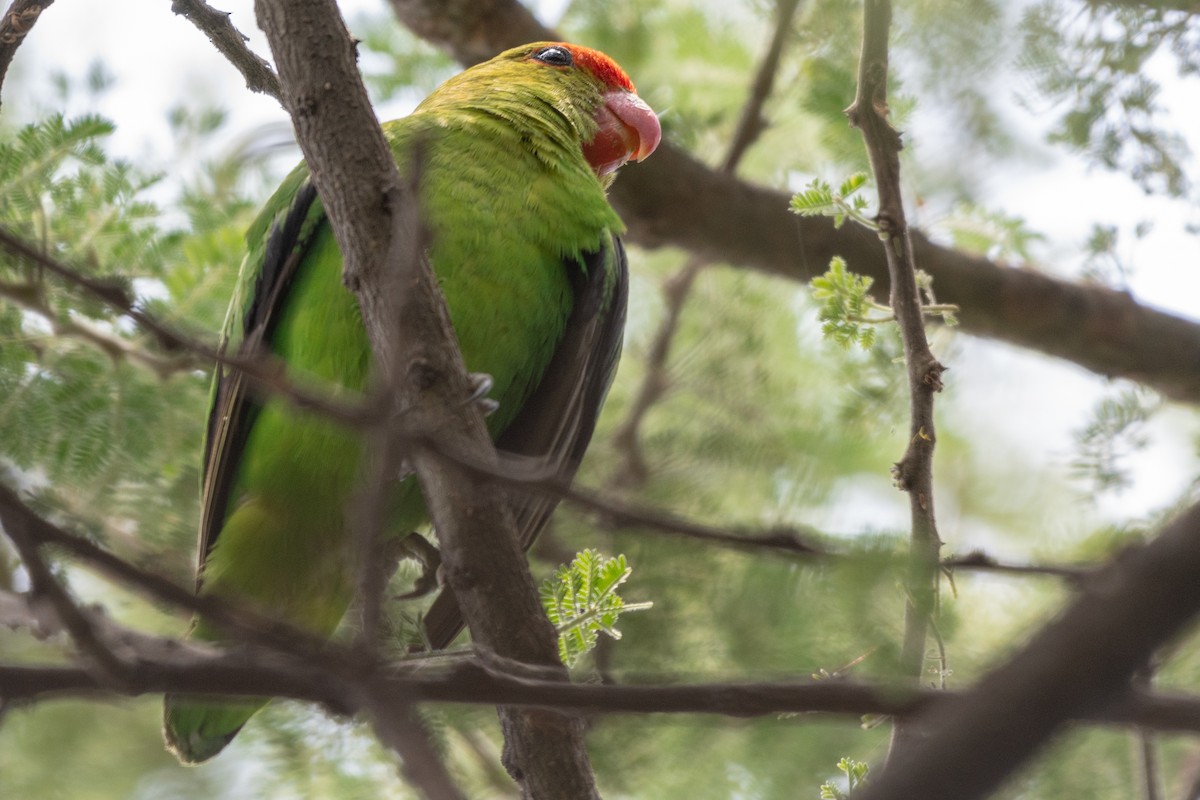 Black-winged Lovebird - ML115168731