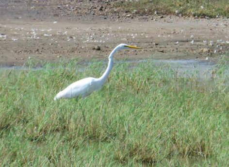 Great Egret - ML115169421