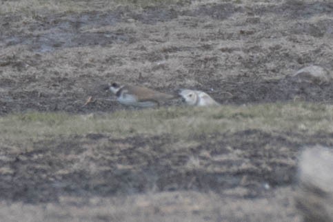 Piping Plover - ML115170071