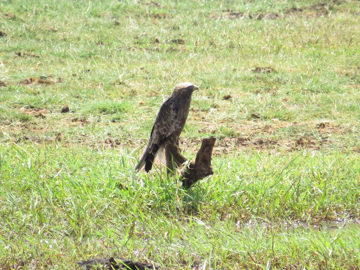 Tawny Eagle - ML115170701