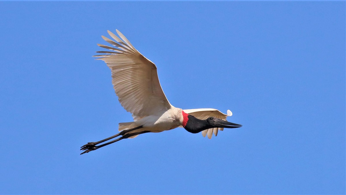 Jabiru - Jose Luis Blázquez