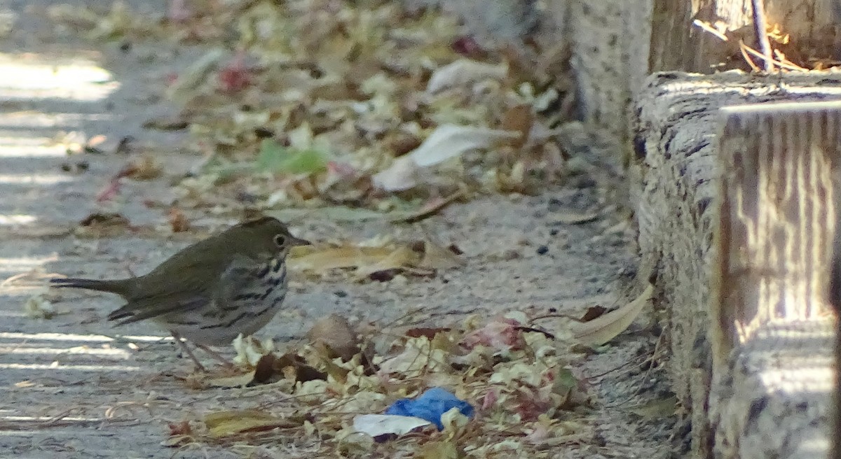 Ovenbird - ML115170851