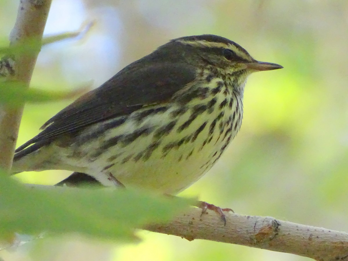 Northern Waterthrush - ML115171401