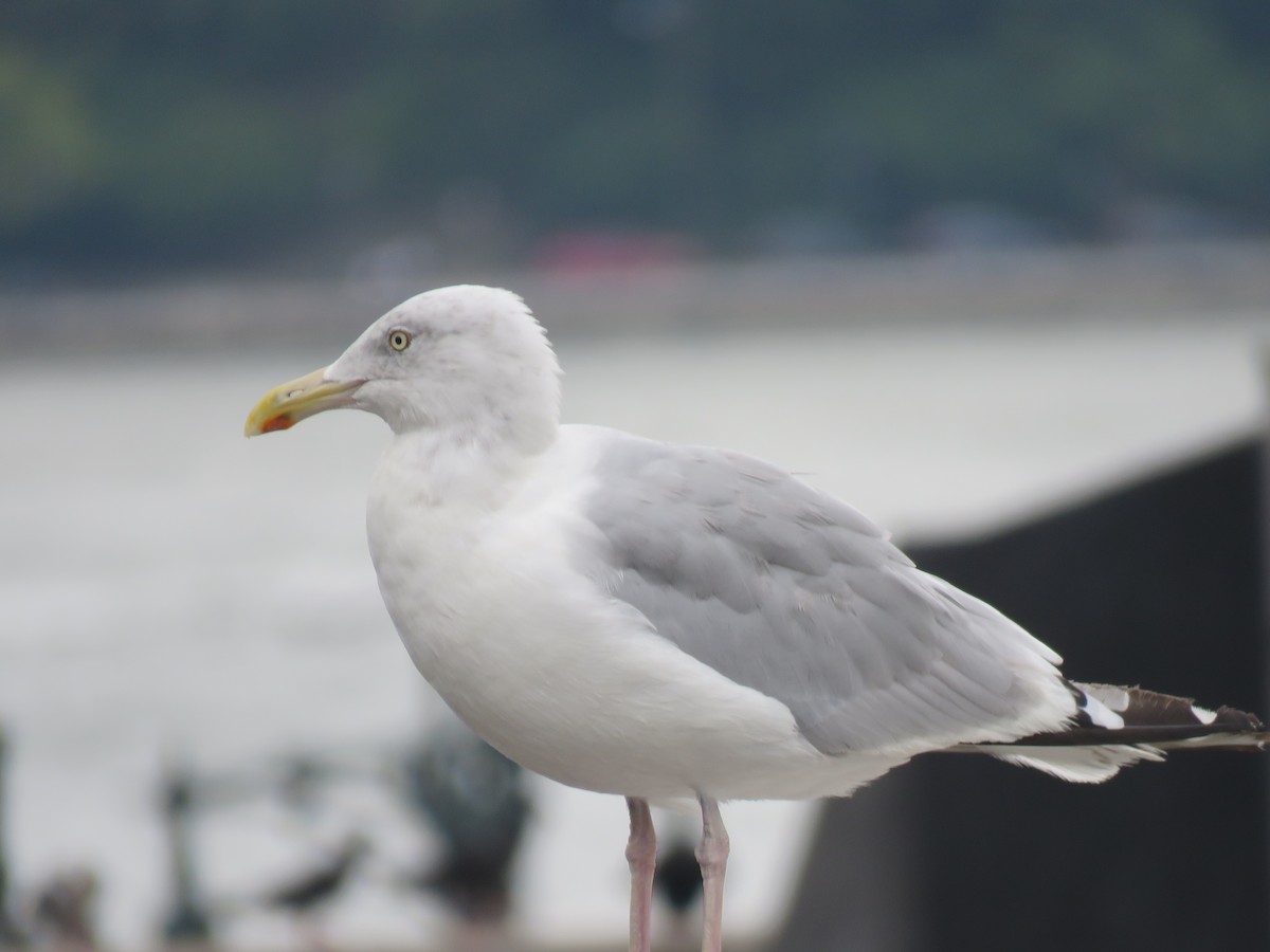 American Herring Gull - ML115171461