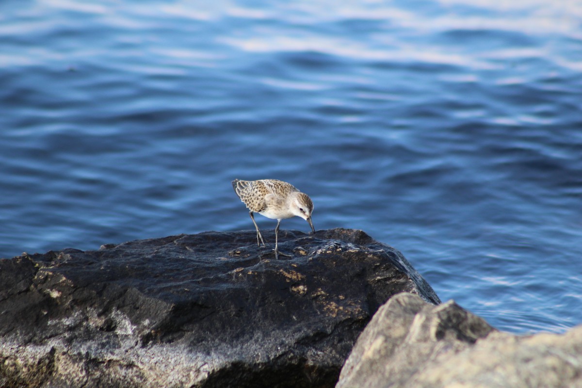 Semipalmated Sandpiper - Jayson Giese