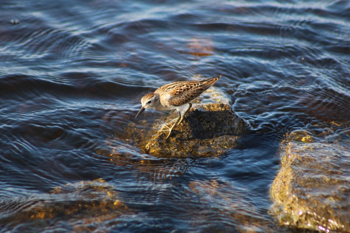 pygmésnipe - ML115171731