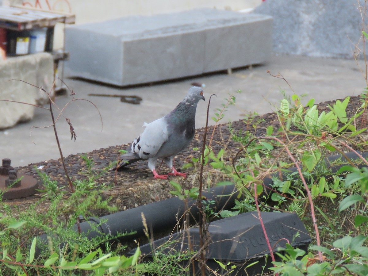 Rock Pigeon (Feral Pigeon) - ML115171771