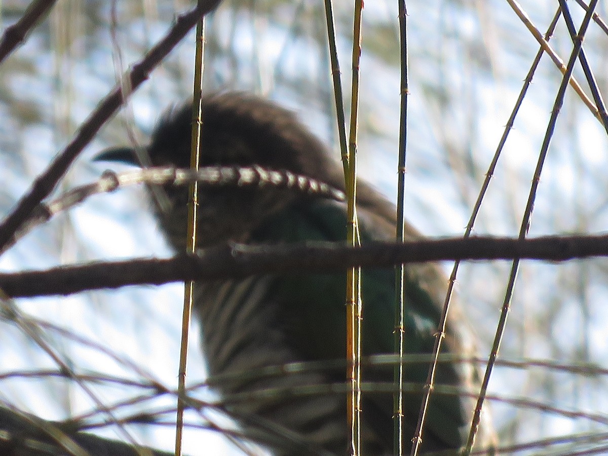 Shining Bronze-Cuckoo - ML115172181