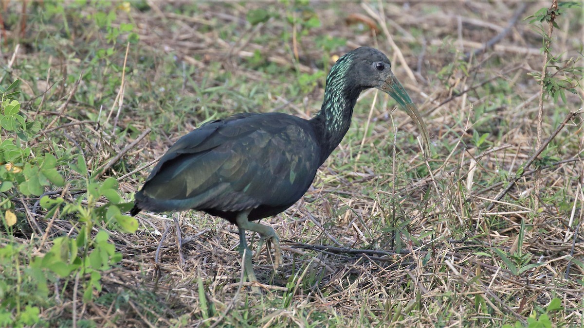 ibis zelený - ML115172491