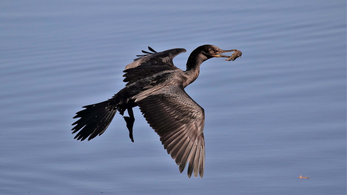 Neotropic Cormorant - Jose Luis Blázquez