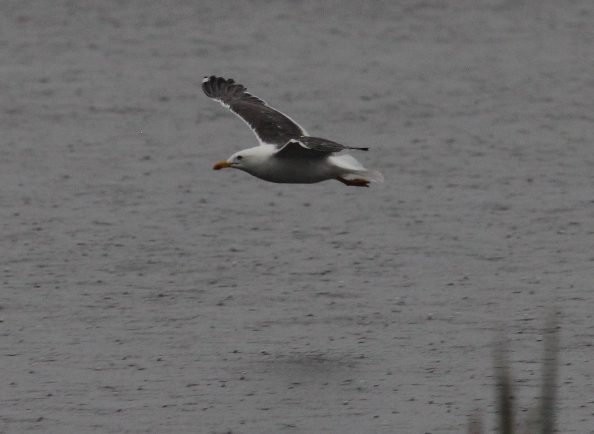 Lesser Black-backed Gull - ML115173001