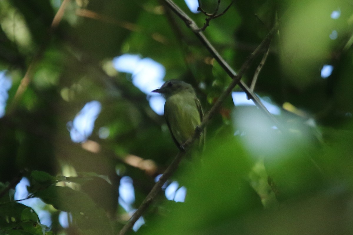 Yellow-olive Flatbill (Para) - ML115173291