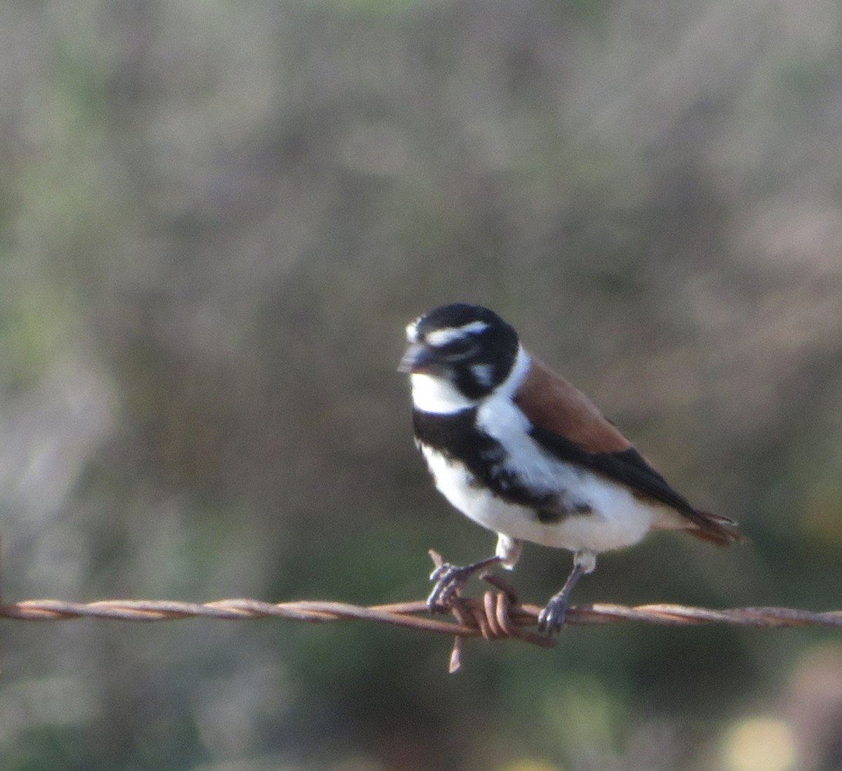 Black-headed Canary (Damara) - ML115173911