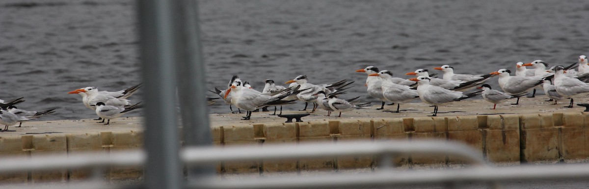 Royal Tern - ML115174201