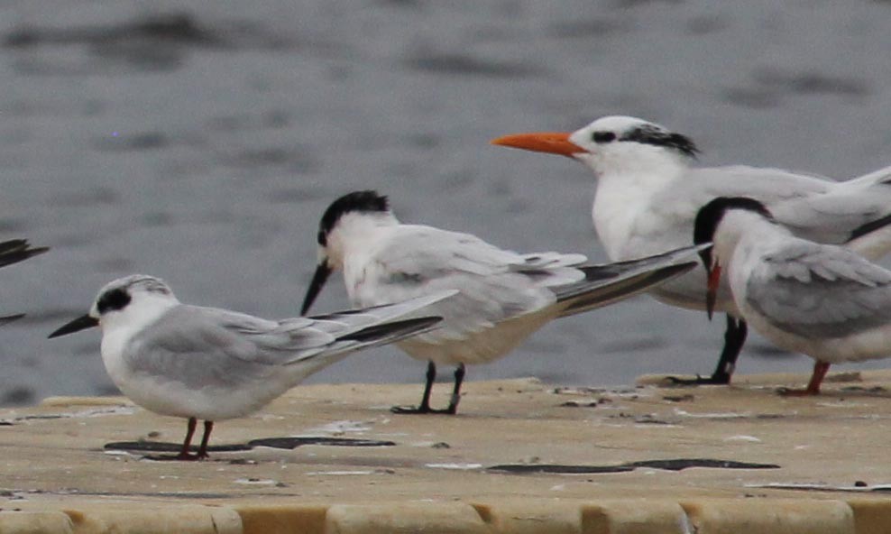 Sandwich Tern - ML115174711