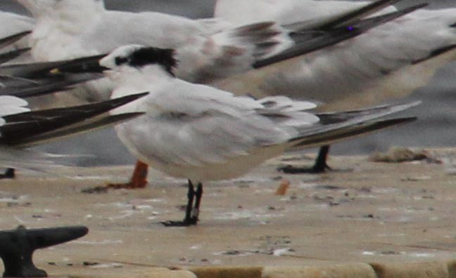 Sandwich Tern - ML115175031