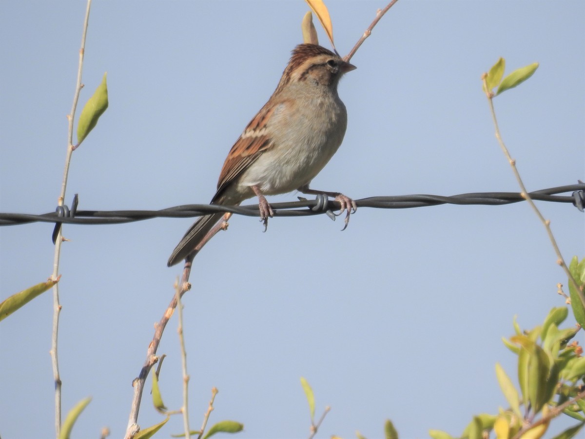 Chipping Sparrow - ML115175691