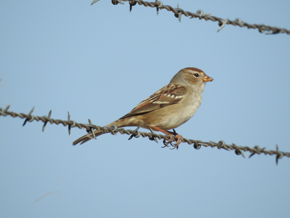 White-crowned Sparrow - ML115175721