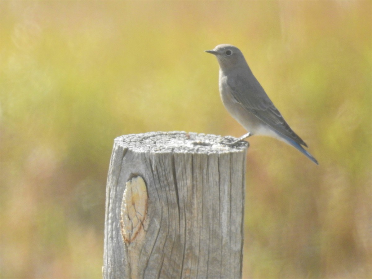 Mountain Bluebird - ML115175761