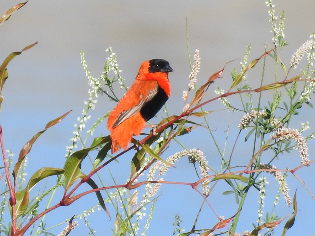 Northern Red Bishop - ML115176081