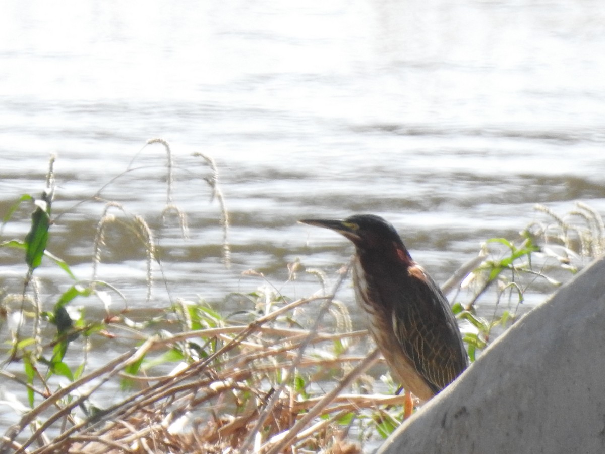 Green Heron - ML115176681