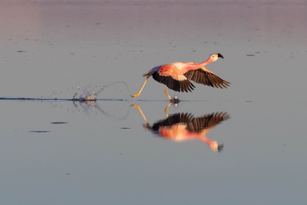 Andean Flamingo - ML115176811