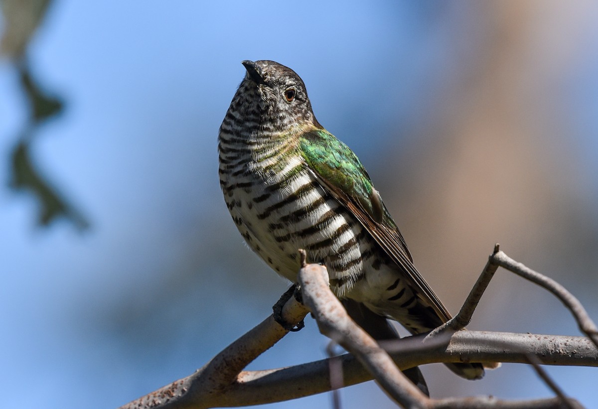 Shining Bronze-Cuckoo - ML115177921