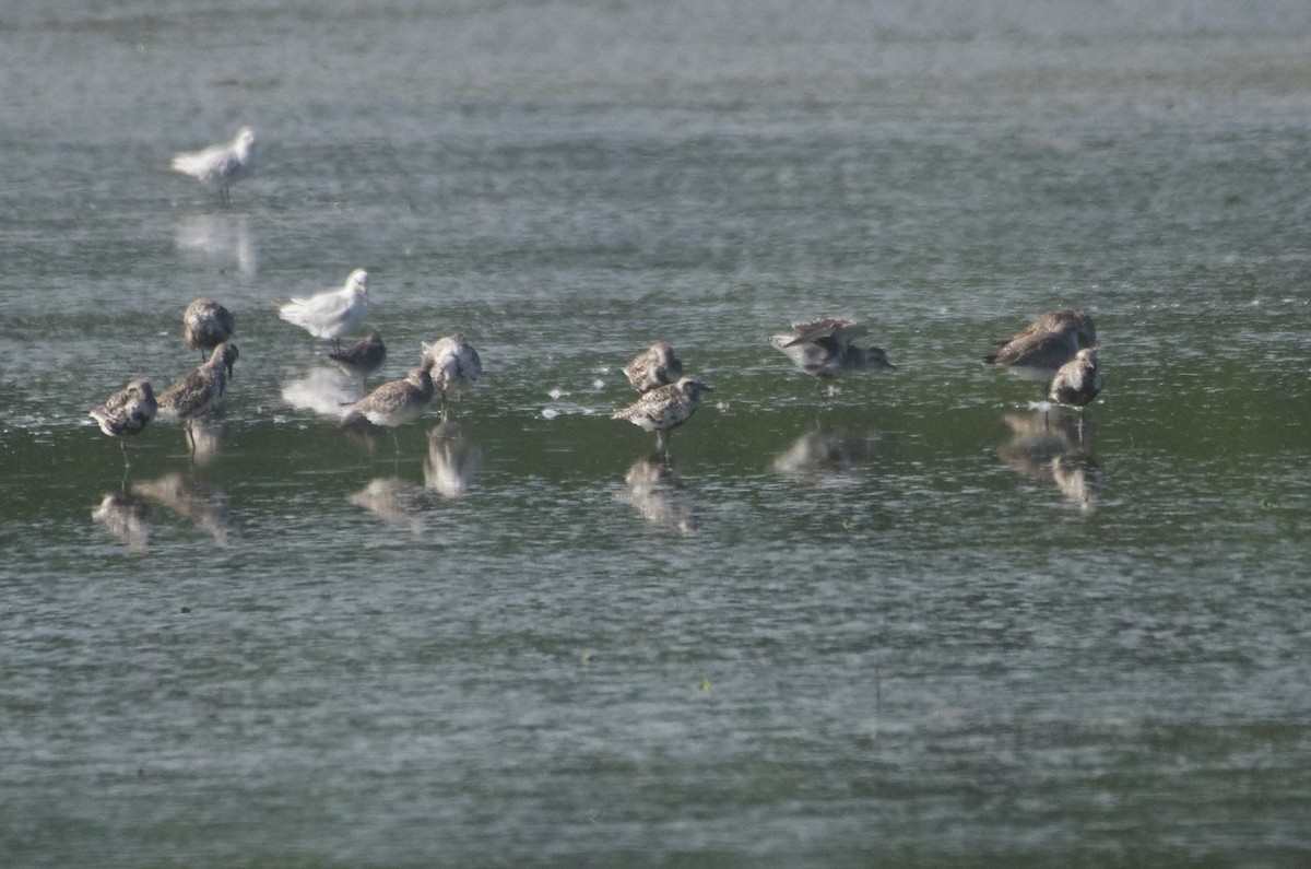 Black-bellied Plover - Jan Cubilla