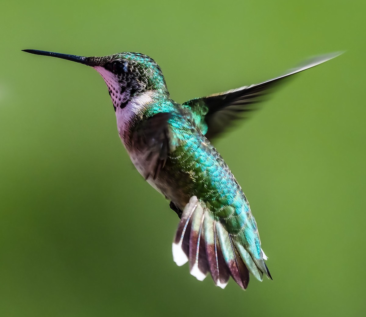 Ruby-throated Hummingbird - Dwayne Litteer