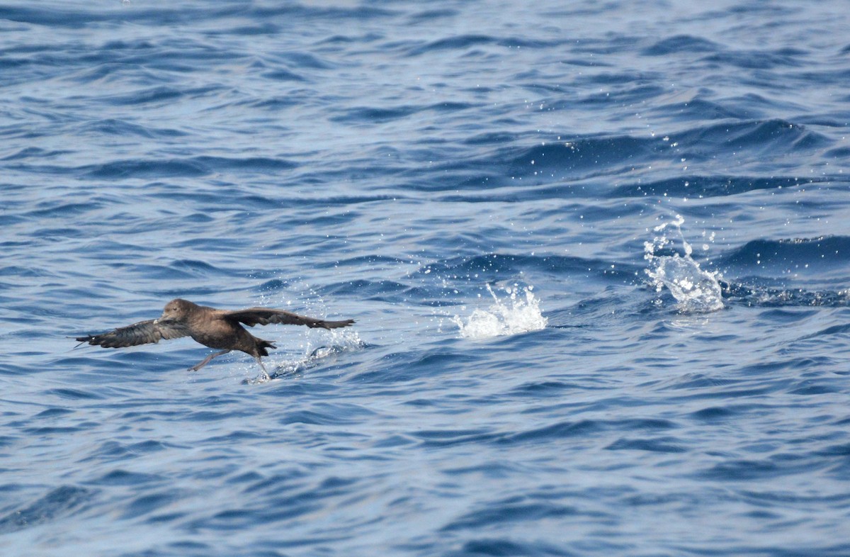 Sooty Shearwater - ML115179901