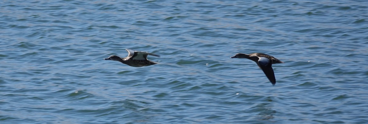 Blue-winged Teal - ML115180361