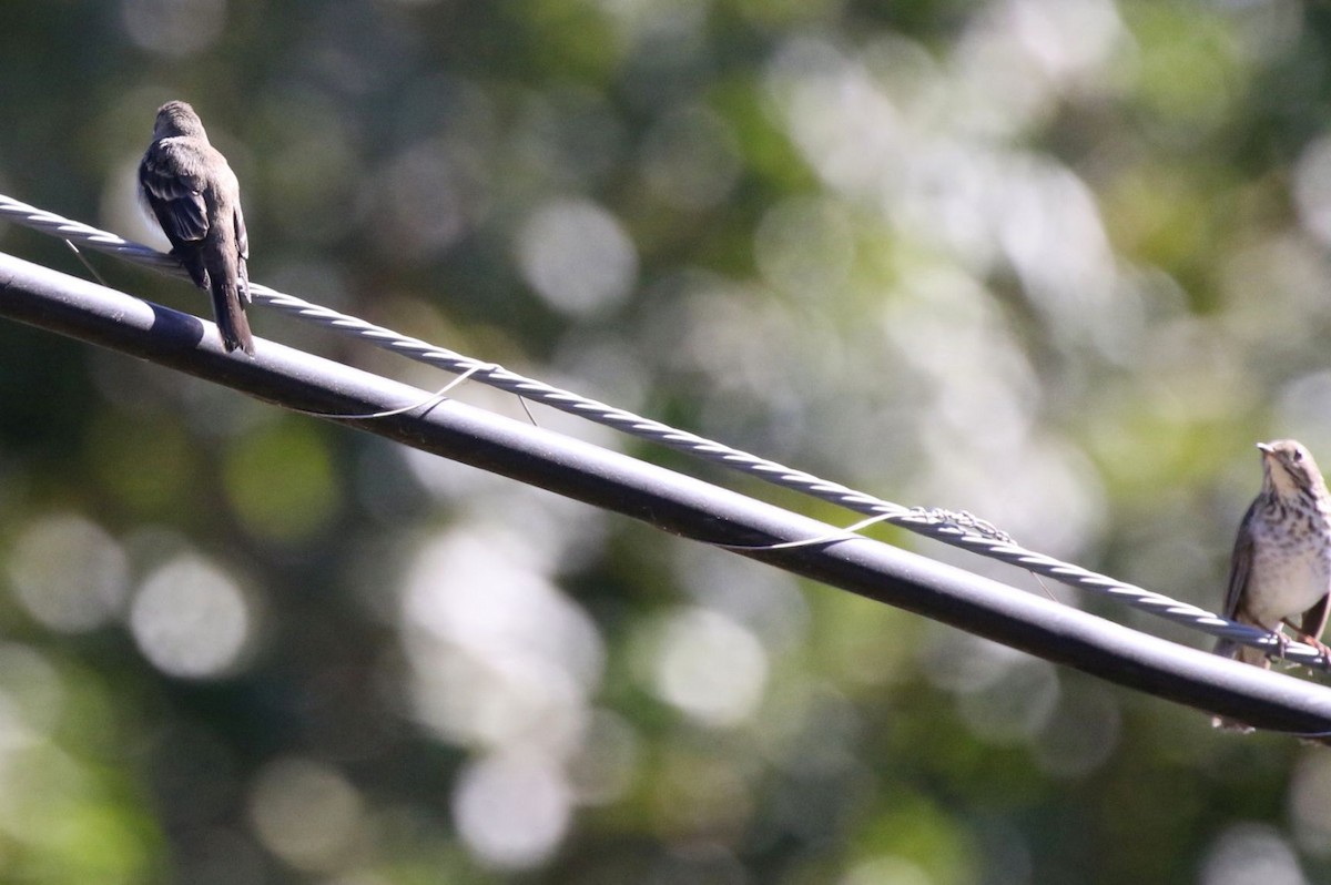 Hermit Thrush - ML115180671