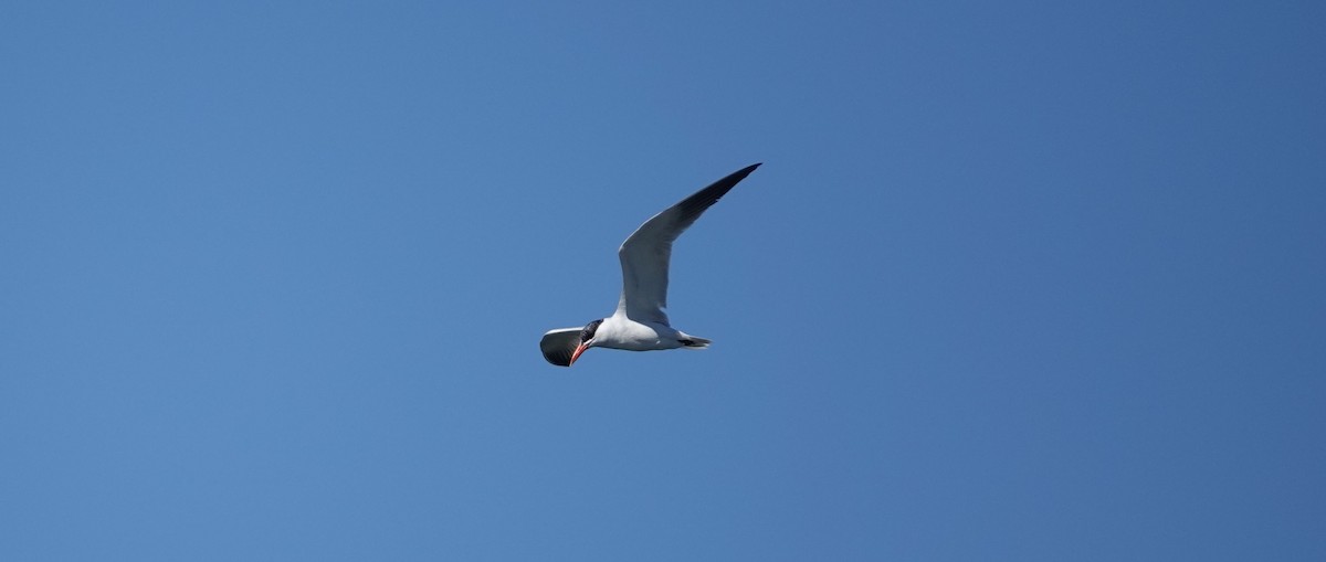 Caspian Tern - ML115180911