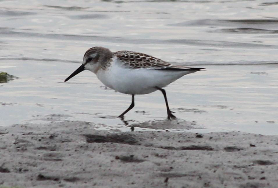 Western Sandpiper - Justin Cook