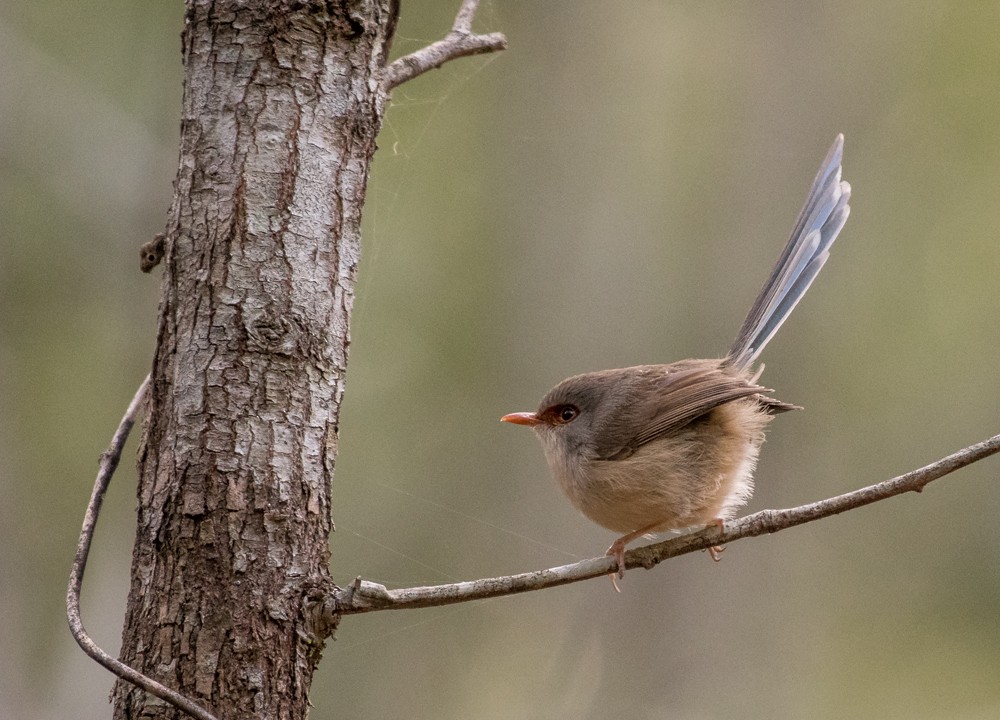 Variegated Fairywren - ML115181111