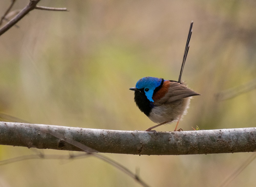 Variegated Fairywren - ML115181131