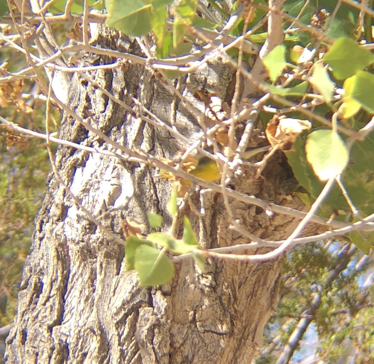 Canada Warbler - Garrett Moss