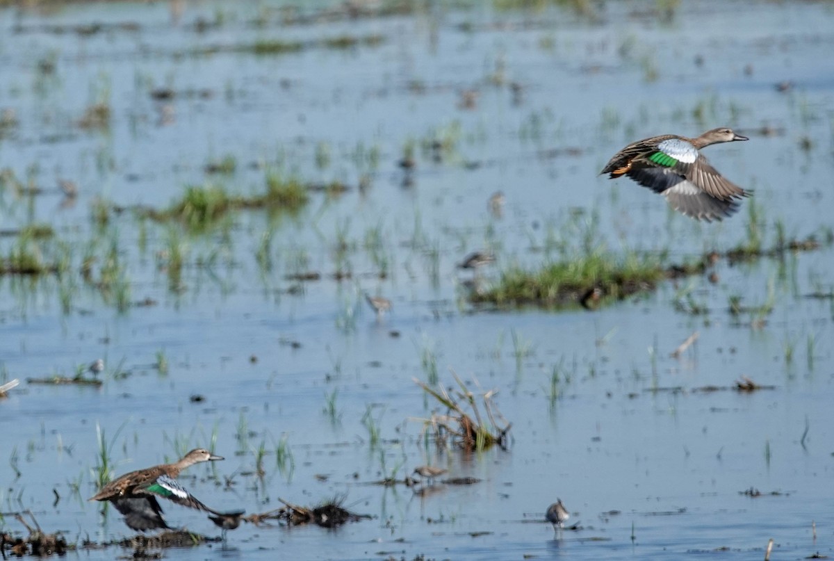 Blue-winged Teal - ML115184501