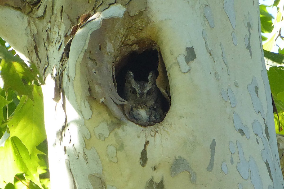 Eastern Screech-Owl - Todd Eiben