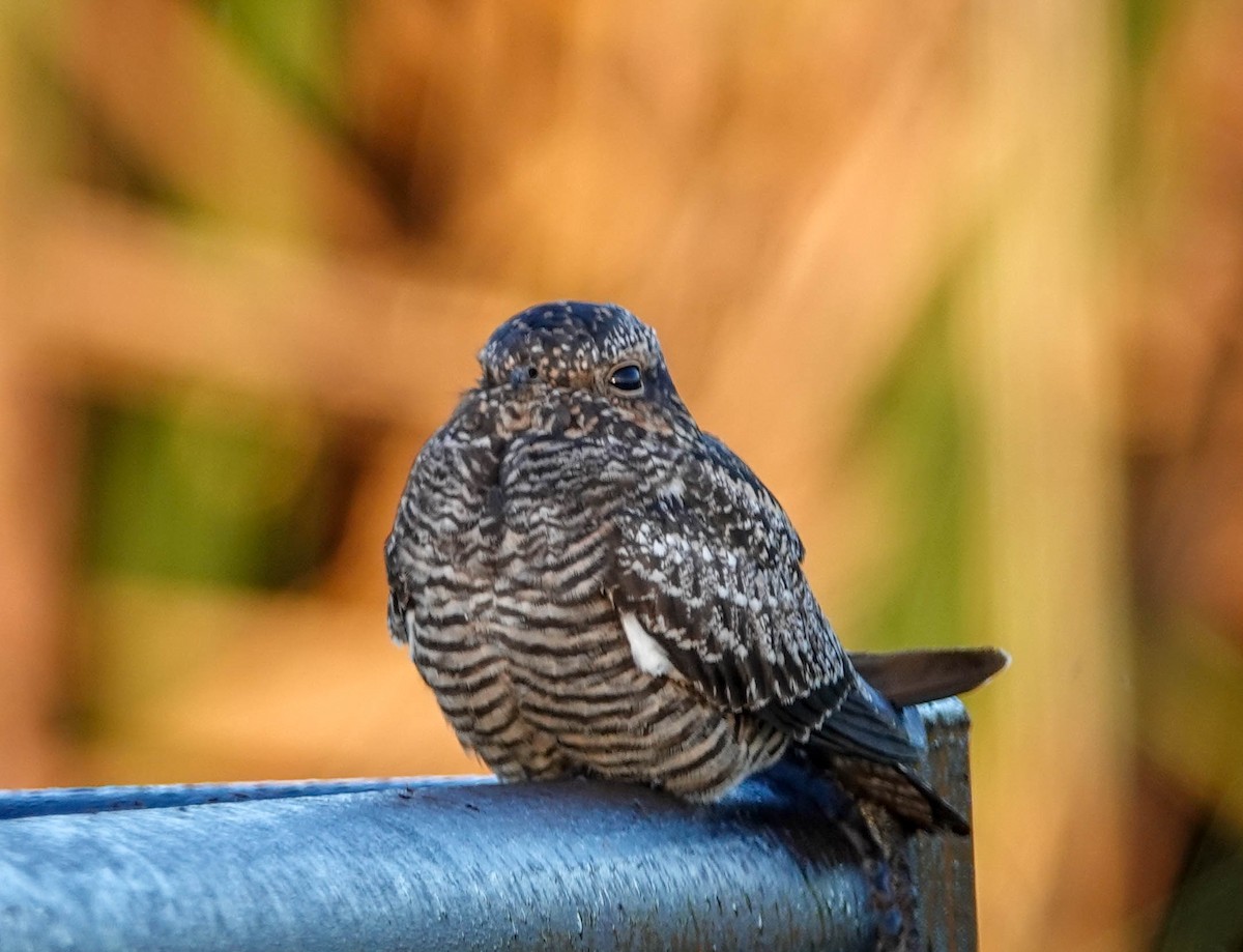 Common Nighthawk - ML115185041