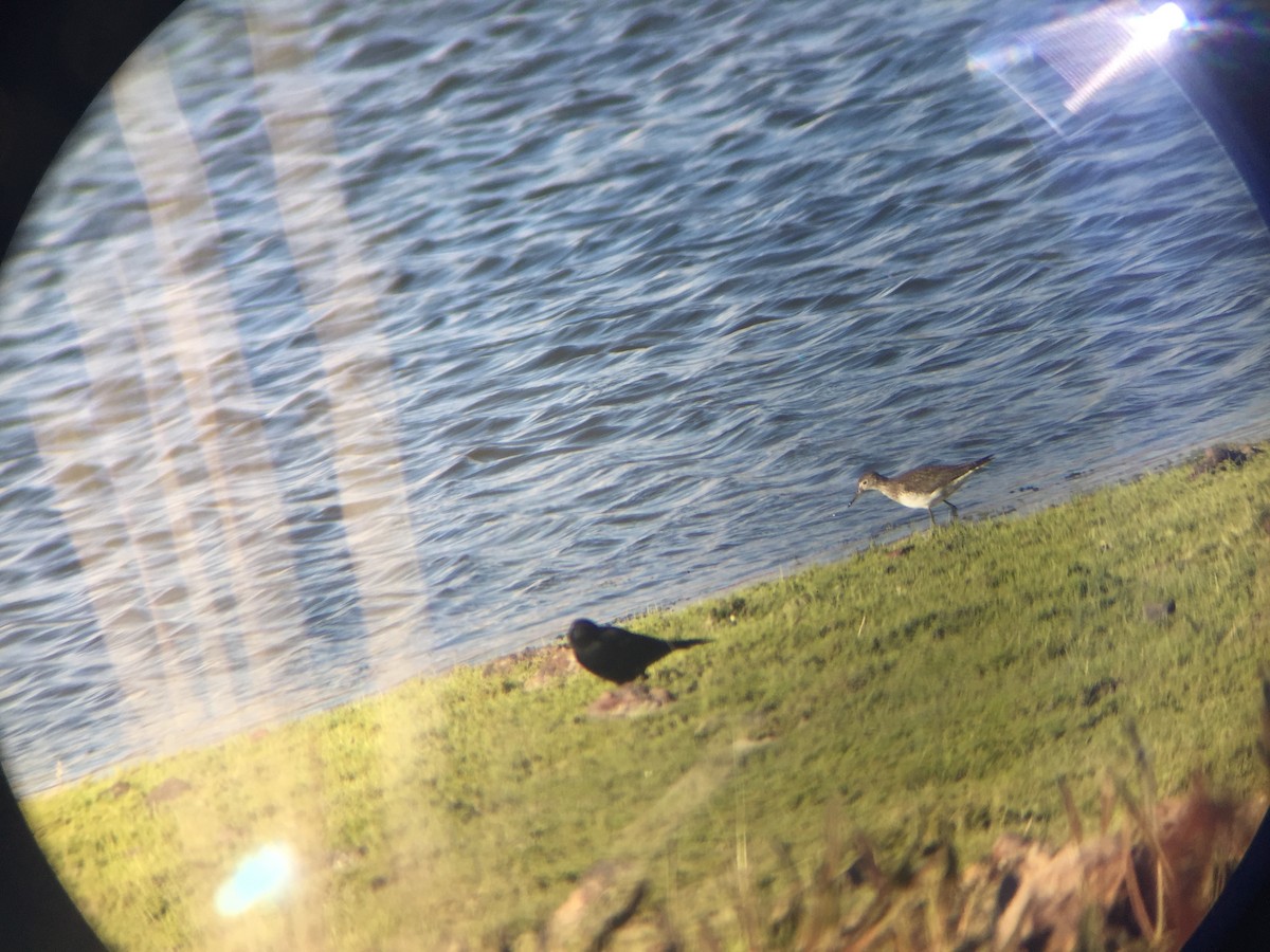 Solitary Sandpiper - ML115185301