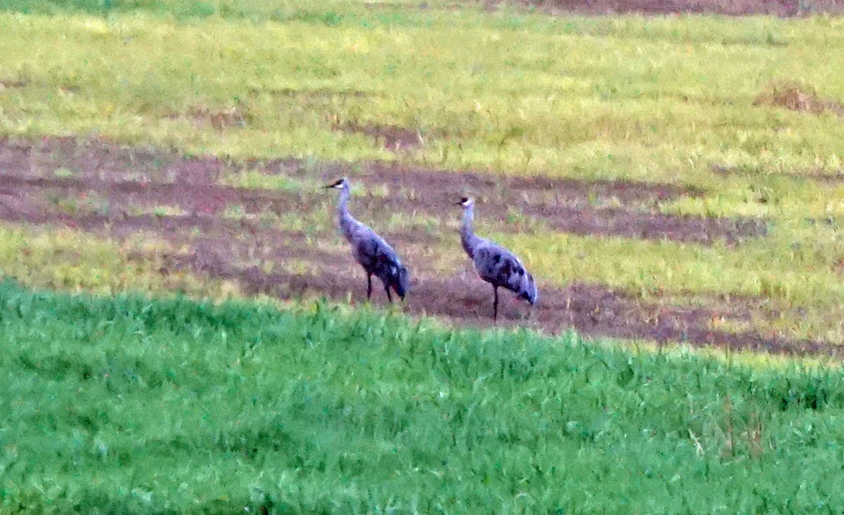 Sandhill Crane - ML115186161