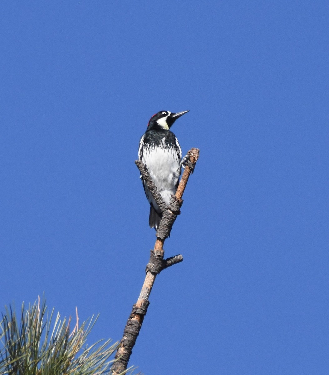 Acorn Woodpecker (Acorn) - ML115186741