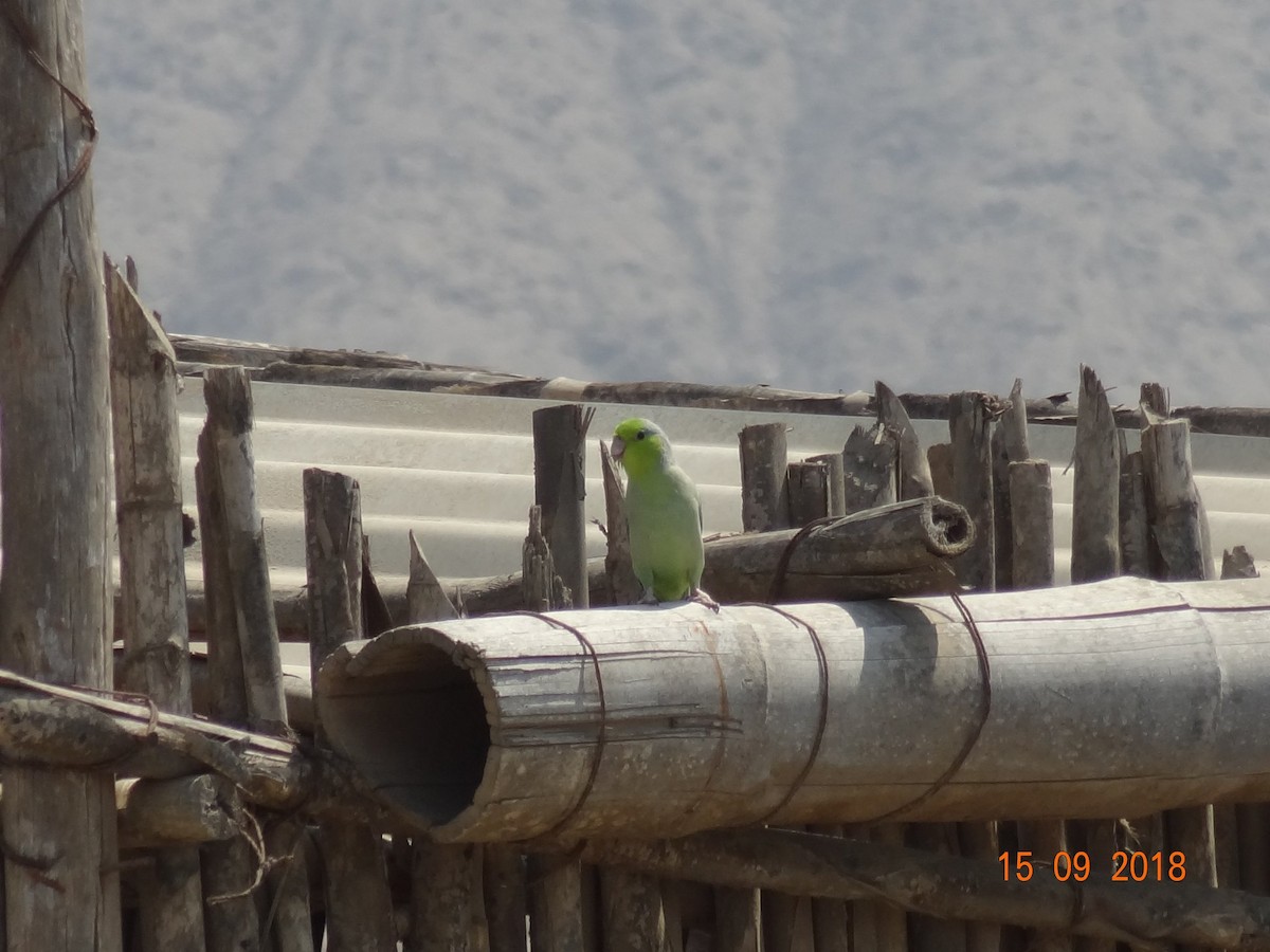 Pacific Parrotlet - ML115188581